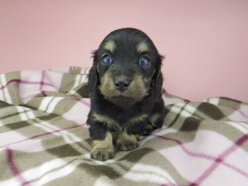 カニンヘン ダックスフンド セーラ & 朝日の子犬 ブラックイエロー(ブラッククリーム) 女の子(2)_IGP9383 カニンヘン ダックスフンド セーラ & 朝日の子犬 ブラックイエロー(ブラッククリーム) 女の子(2)