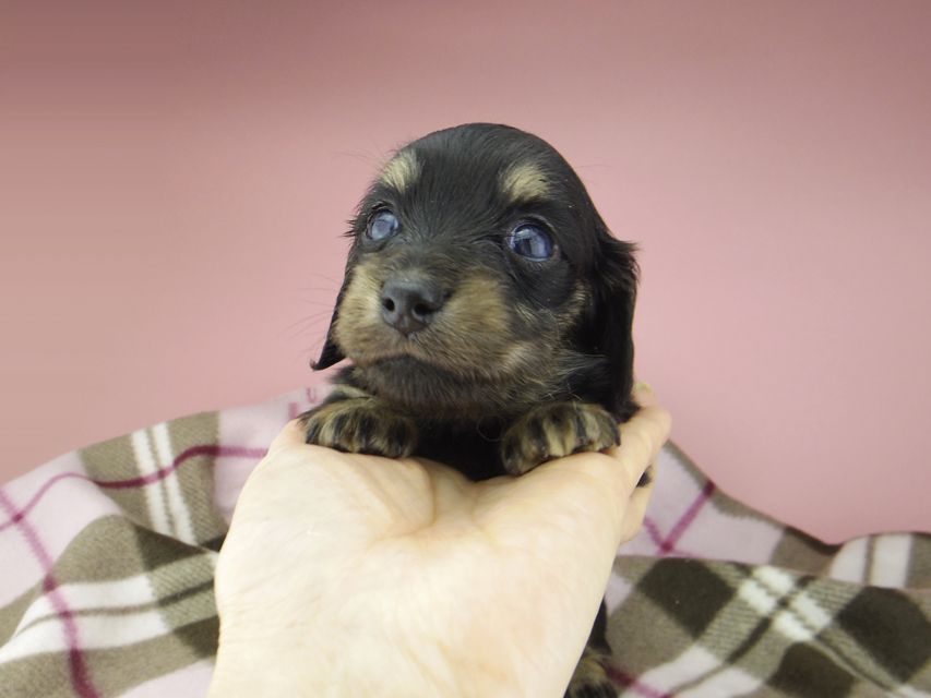 カニンヘン ダックスフンド セーラ & 朝日の子犬 ブラックイエロー(ブラッククリーム) 女の子(2)_IGP9389 カニンヘン ダックスフンド セーラ & 朝日の子犬 ブラックイエロー(ブラッククリーム) 女の子(2)