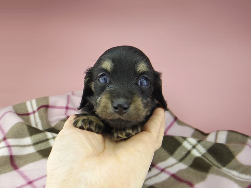 カニンヘン ダックスフンド セーラ & 朝日の子犬 ブラックイエロー(ブラッククリーム) 女の子(2)_IGP9391 カニンヘン ダックスフンド セーラ & 朝日の子犬 ブラックイエロー(ブラッククリーム) 女の子(2)