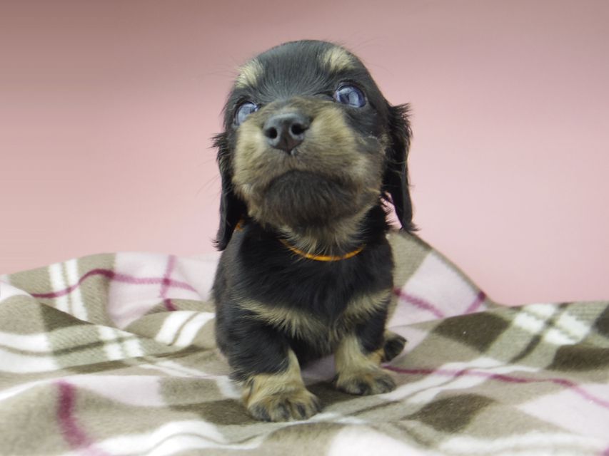 カニンヘン ダックスフンド セーラ & 朝日の子犬 ブラックイエロー(ブラッククリーム) 女の子(2)_IGP9396 カニンヘン ダックスフンド セーラ & 朝日の子犬 ブラックイエロー(ブラッククリーム) 女の子(2)
