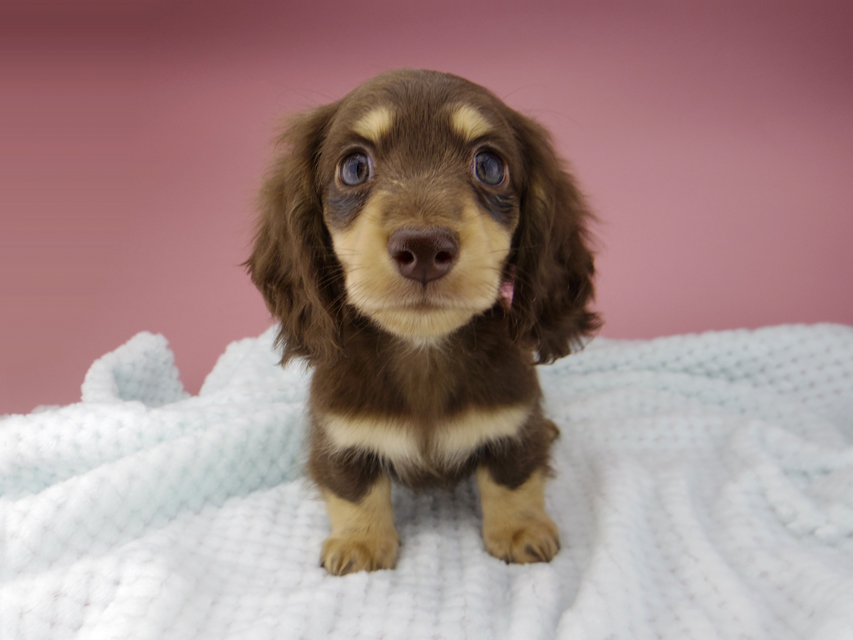 カニンヘン ダックスフンド すずhp & 朝日の子犬 チョコイエロー 男の子