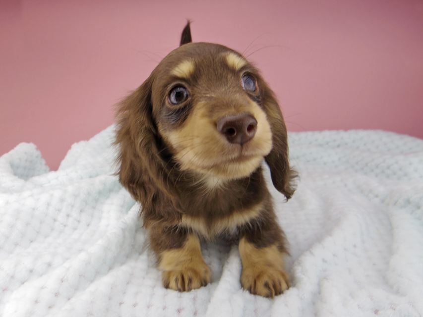 カニンヘン ダックスフンド すずhp & 朝日の子犬 チョコイエロー 男の子