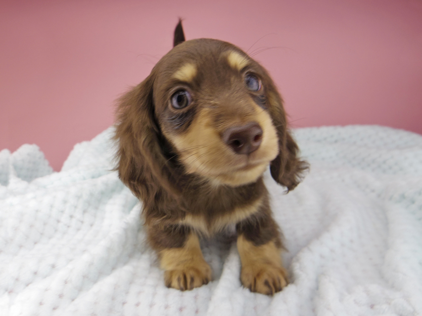 カニンヘン ダックスフンド すずhp & 朝日の子犬 チョコイエロー 男の子