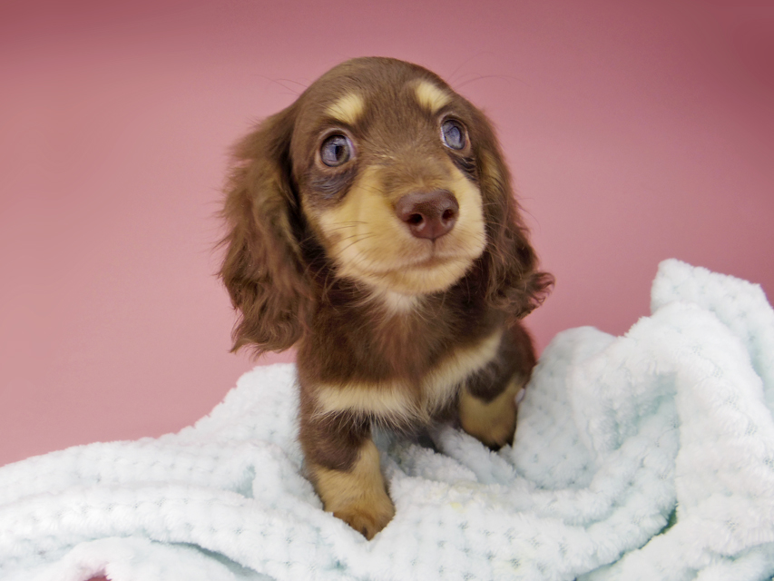 カニンヘン ダックスフンド すずhp & 朝日の子犬 チョコイエロー 男の子
