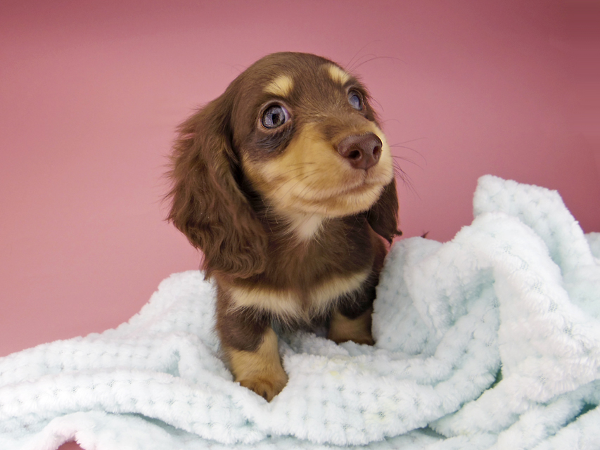 カニンヘン ダックスフンド すずhp & 朝日の子犬 チョコイエロー 男の子