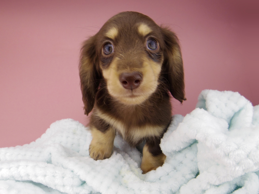 カニンヘン ダックスフンド すずhp & 朝日の子犬 チョコイエロー 男の子