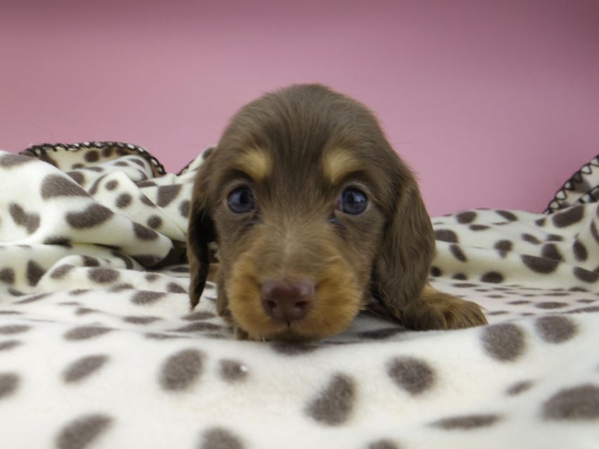 カニンヘン ダックスフンド ジル & ナイトの子犬 チョコタン 男の子_IGP9516 カニンヘン ダックスフンド ジル & ナイトの子犬 チョコタン 男の子