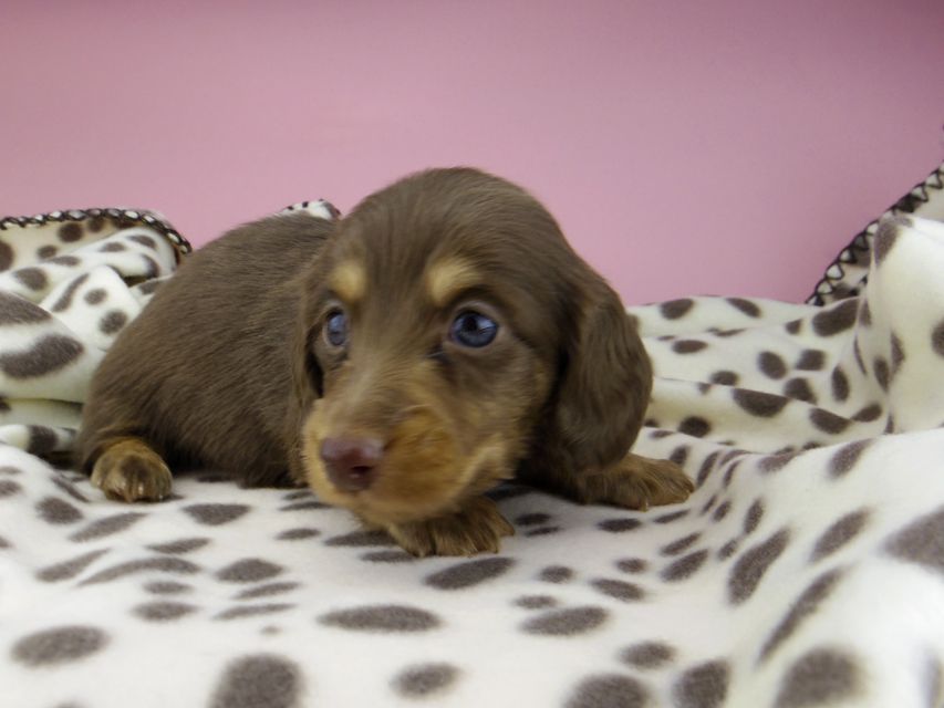 カニンヘン ダックスフンド ジル & ナイトの子犬 チョコタン 男の子_IGP9519 カニンヘン ダックスフンド ジル & ナイトの子犬 チョコタン 男の子