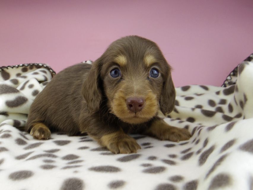 カニンヘン ダックスフンド ジル & ナイトの子犬 チョコタン 男の子_IGP9520 カニンヘン ダックスフンド ジル & ナイトの子犬 チョコタン 男の子