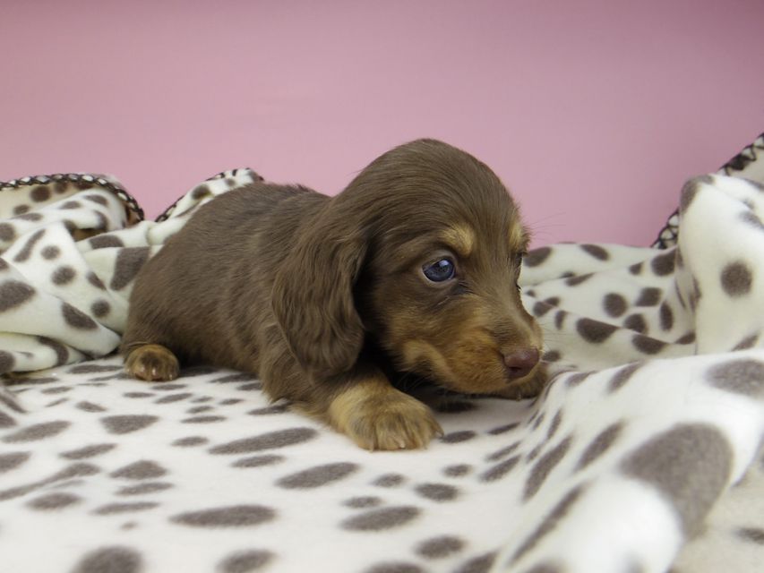 カニンヘン ダックスフンド ジル & ナイトの子犬 チョコタン 男の子_IGP9528 カニンヘン ダックスフンド ジル & ナイトの子犬 チョコタン 男の子
