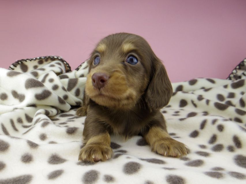 カニンヘン ダックスフンド ジル & ナイトの子犬 チョコタン 男の子_IGP9532 カニンヘン ダックスフンド ジル & ナイトの子犬 チョコタン 男の子