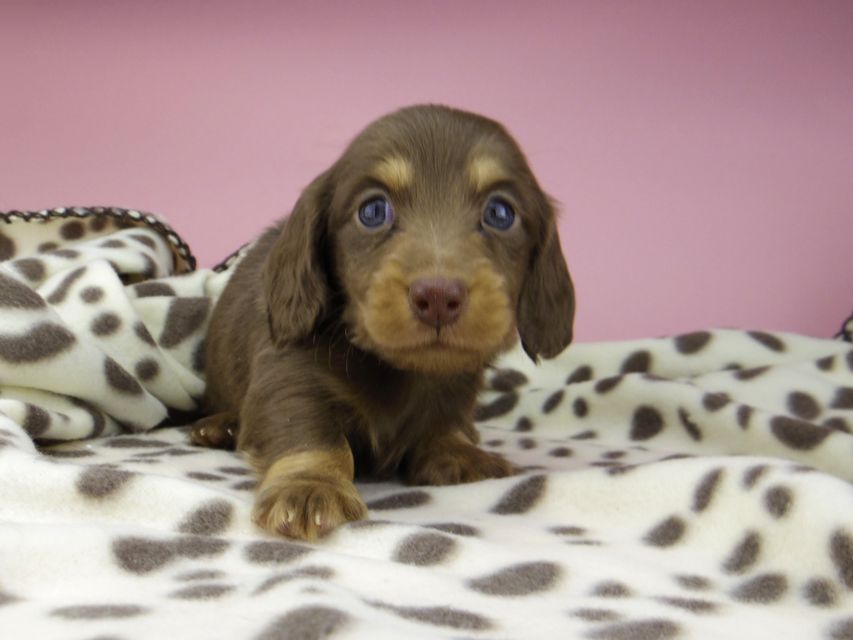 カニンヘン ダックスフンド ジル & ナイトの子犬 チョコタン 男の子_IGP9533 カニンヘン ダックスフンド ジル & ナイトの子犬 チョコタン 男の子