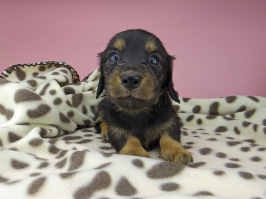 カニンヘン ダックスフンド ジル & ナイトの子犬 ブラックタン 女の子