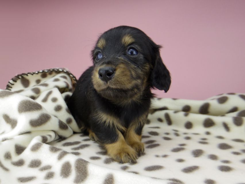 カニンヘン ダックスフンド ジル & ナイトの子犬 ブラックタン 女の子