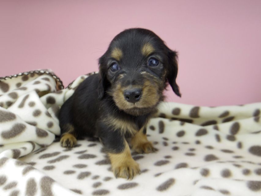 カニンヘン ダックスフンド ジル & ナイトの子犬 ブラックタン 女の子