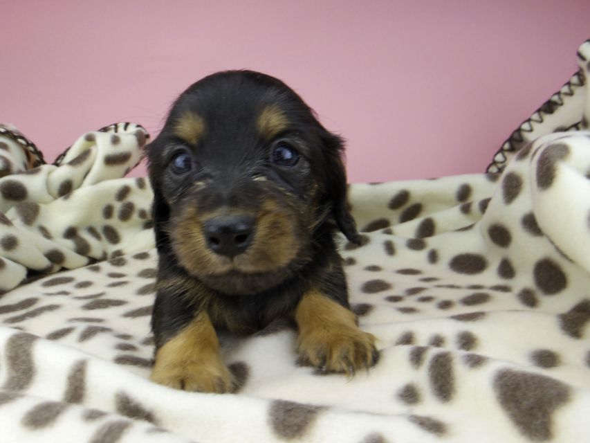 カニンヘン ダックスフンド ジル & ナイトの子犬 ブラックタン 女の子