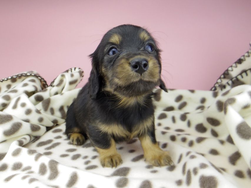 カニンヘン ダックスフンド ジル & ナイトの子犬 ブラックタン 女の子