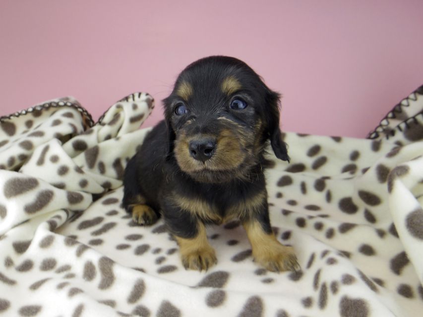 カニンヘン ダックスフンド ジル & ナイトの子犬 ブラックタン 女の子