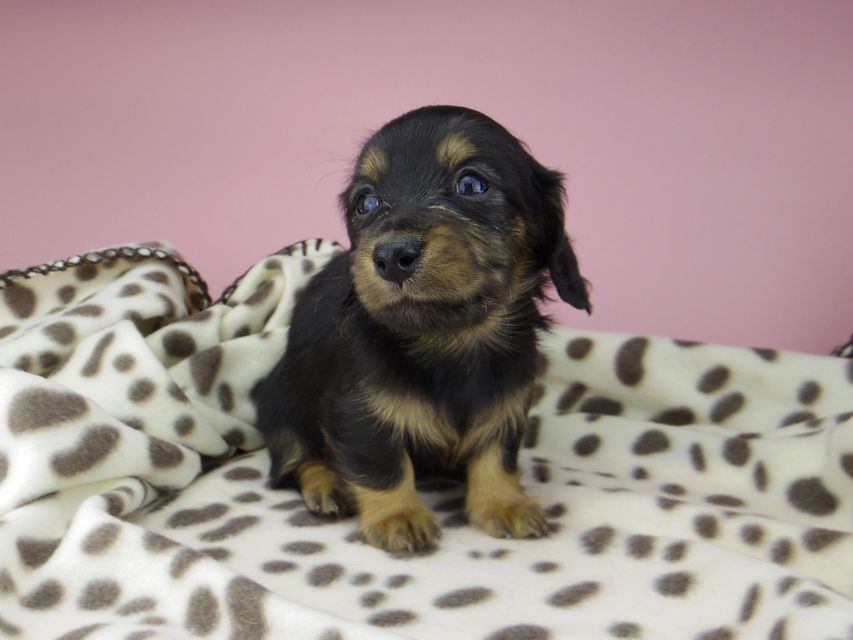 カニンヘン ダックスフンド ジル & ナイトの子犬 ブラックタン 女の子