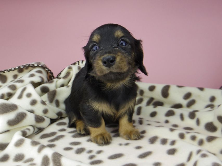 カニンヘン ダックスフンド ジル & ナイトの子犬 ブラックタン 女の子