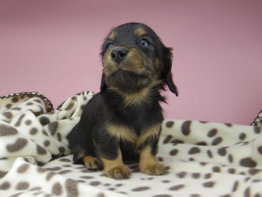 カニンヘン ダックスフンド ジル & ナイトの子犬 ブラックタン 女の子