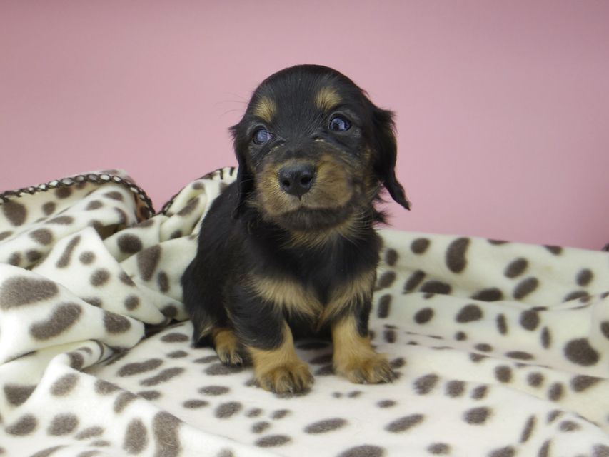 カニンヘン ダックスフンド ジル & ナイトの子犬 ブラックタン 女の子