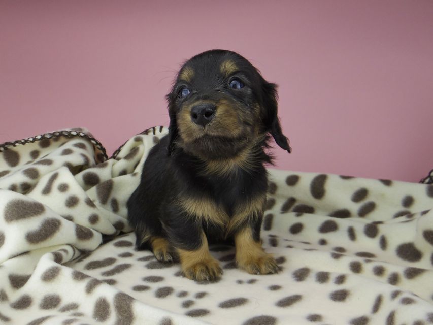カニンヘン ダックスフンド ジル & ナイトの子犬 ブラックタン 女の子