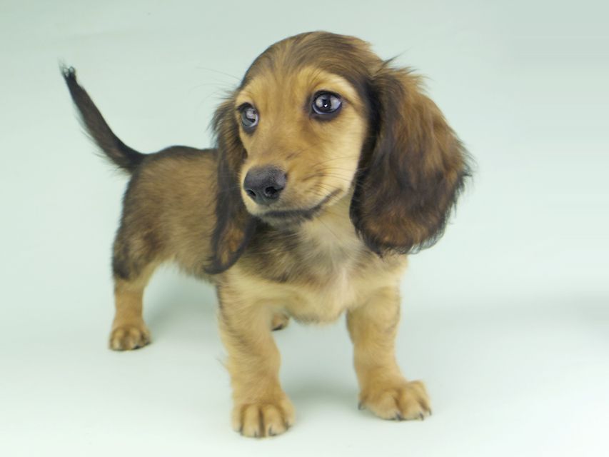 カニンヘンダックスフンド ニコmt & ビルズmtの子犬 シェーデットイエロー（シェーデットクリーム） 女の子