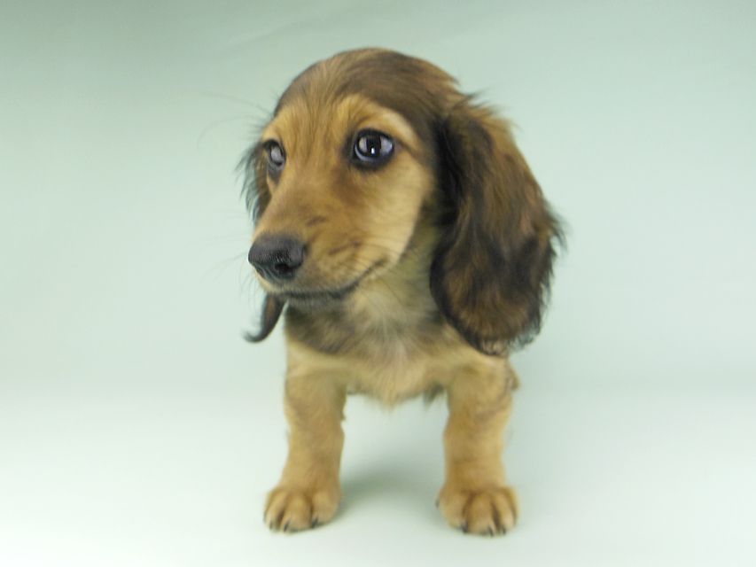 カニンヘンダックスフンド ニコmt & ビルズmtの子犬 シェーデットイエロー（シェーデットクリーム） 女の子