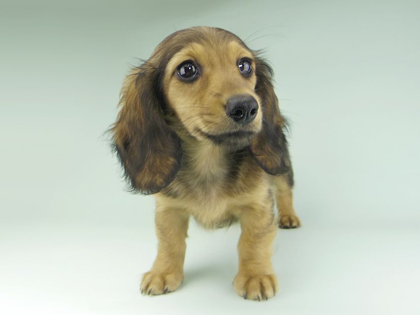 カニンヘンダックスフンド ニコmt & ビルズmtの子犬 シェーデットイエロー（シェーデットクリーム） 女の子