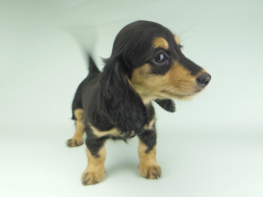 カニンヘンダックスフンド ビーmt & ボンmtの子犬 ブラックイエロー(ブラッククリーム) 女の子_IGP9641 カニンヘンダックスフンド ビーmt & ボンmtの子犬 ブラックイエロー(ブラッククリーム) 女の子