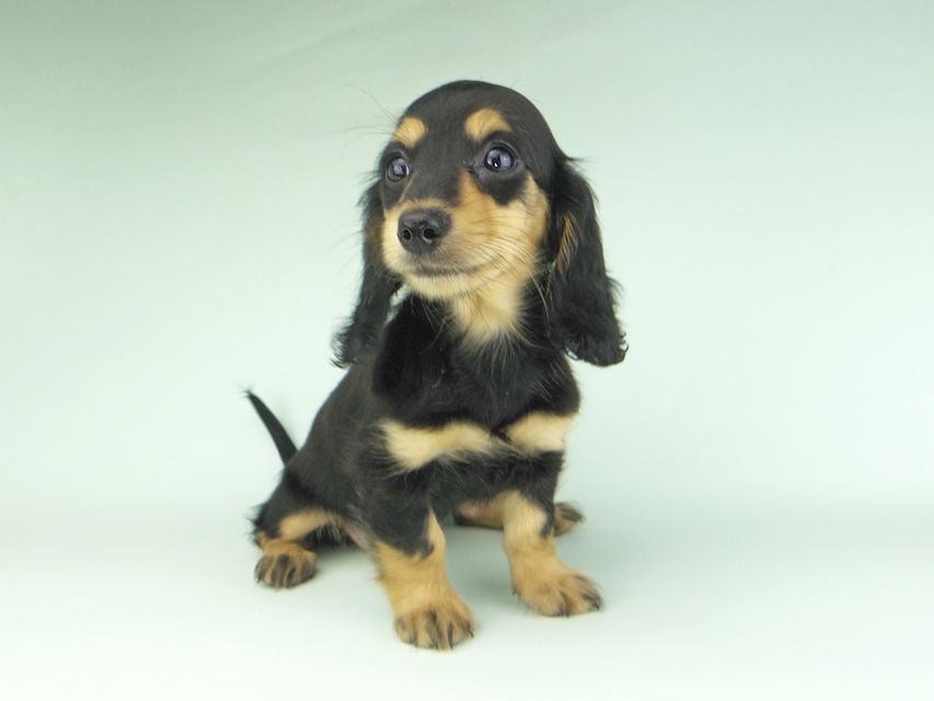 カニンヘンダックスフンド ビーmt & ボンmtの子犬 ブラックイエロー(ブラッククリーム) 女の子_IGP9646 カニンヘンダックスフンド ビーmt & ボンmtの子犬 ブラックイエロー(ブラッククリーム) 女の子