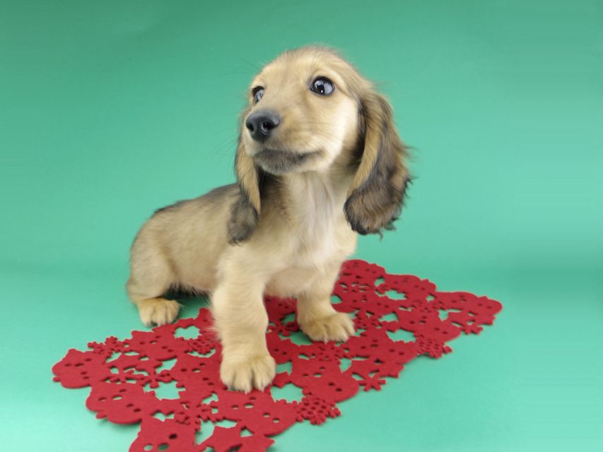 カニンヘンダックスフンド リン & 竹千代の子犬 イエロー(クリーム) 女の子_IGP9649 カニンヘンダックスフンド リン & 竹千代の子犬 イエロー(クリーム) 女の子