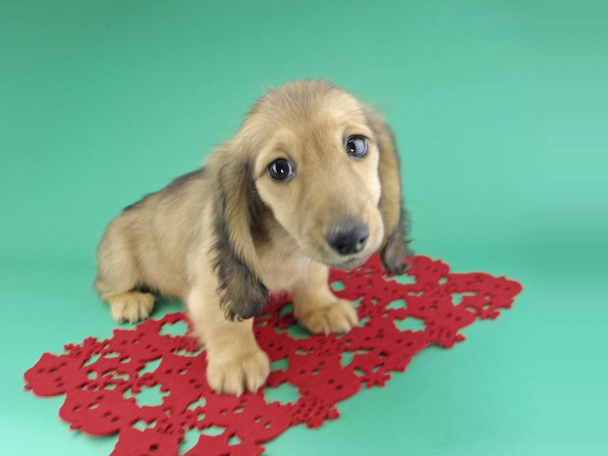 カニンヘンダックスフンド リン & 竹千代の子犬 イエロー(クリーム) 女の子_IGP9650 カニンヘンダックスフンド リン & 竹千代の子犬 イエロー(クリーム) 女の子