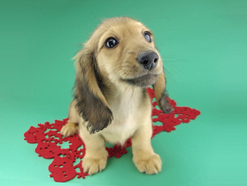 カニンヘンダックスフンド リン & 竹千代の子犬 イエロー(クリーム) 女の子_IGP9655 カニンヘンダックスフンド リン & 竹千代の子犬 イエロー(クリーム) 女の子