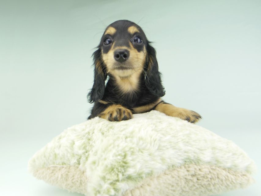 カニンヘンダックスフンド ビーmt & ボンmtの子犬 ブラックイエロー(ブラッククリーム) 女の子_IGP9658 カニンヘンダックスフンド ビーmt & ボンmtの子犬 ブラックイエロー(ブラッククリーム) 女の子