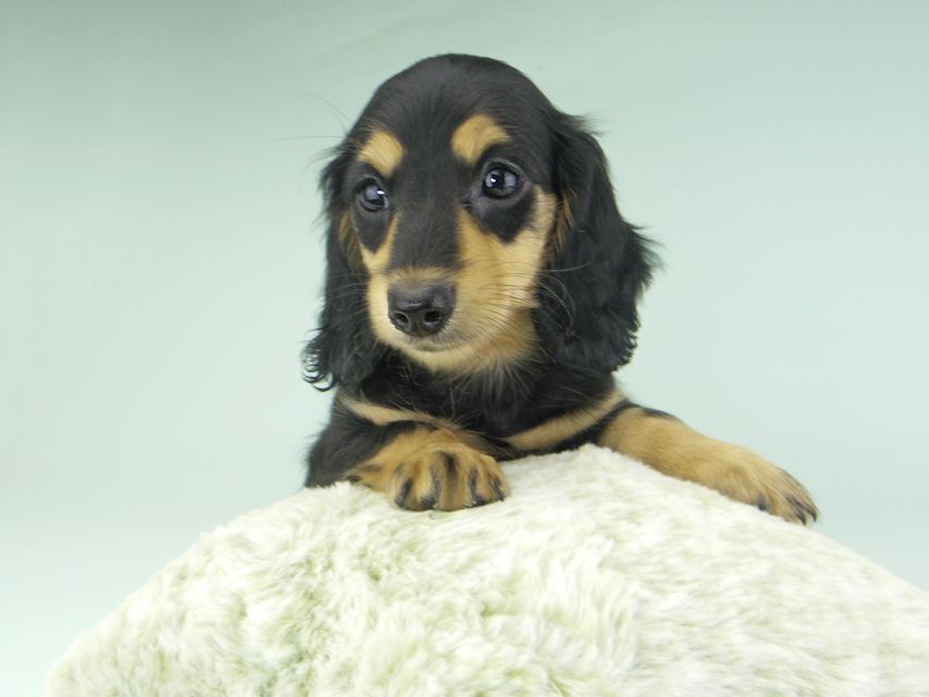 カニンヘンダックスフンド ビーmt & ボンmtの子犬 ブラックイエロー(ブラッククリーム) 女の子_IGP9661 カニンヘンダックスフンド ビーmt & ボンmtの子犬 ブラックイエロー(ブラッククリーム) 女の子