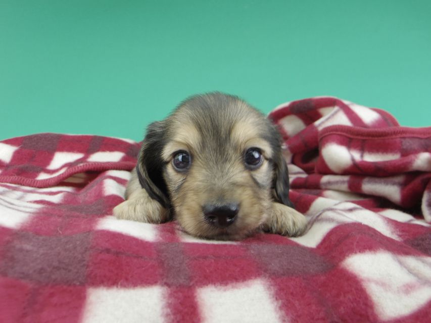 カニンヘンダックスフンド チャーム & スカッシュの子犬 イエロー（クリーム） 男の子