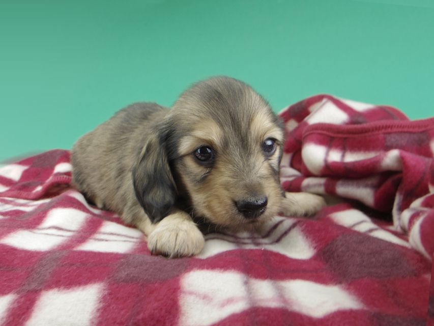 カニンヘンダックスフンド チャーム & スカッシュの子犬 イエロー（クリーム） 男の子