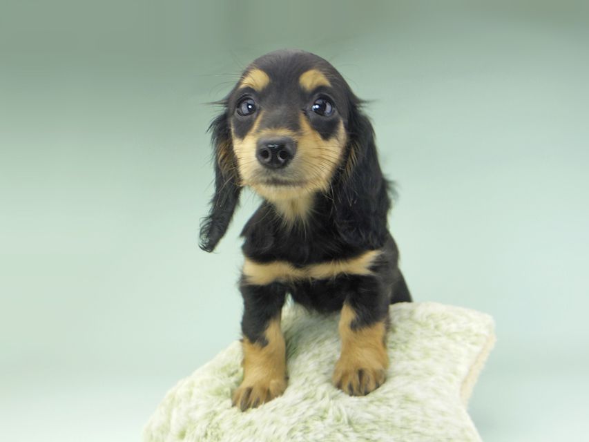 カニンヘンダックスフンド ビーmt & ボンmtの子犬 ブラックイエロー(ブラッククリーム) 女の子_IGP9670 カニンヘンダックスフンド ビーmt & ボンmtの子犬 ブラックイエロー(ブラッククリーム) 女の子