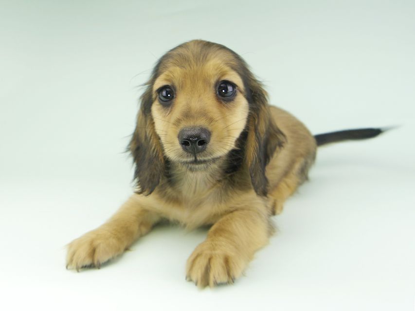 カニンヘンダックスフンド ビーmt & ボンmtの子犬 シェーデットイエロー(シェーデットクリーム) 女の子_IGP9675 カニンヘンダックスフンド ビーmt & ボンmtの子犬 シェーデットイエロー(シェーデットクリーム) 女の子