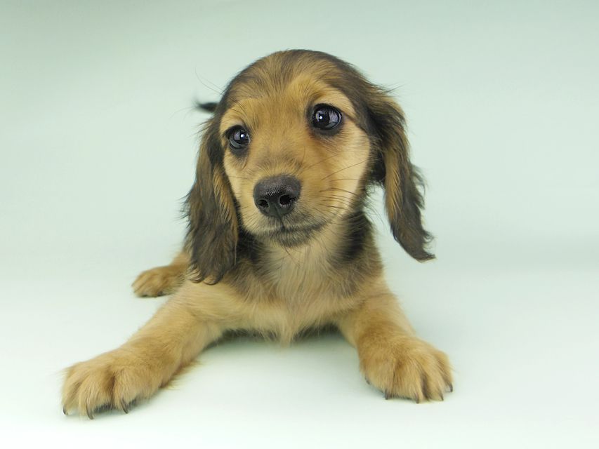 カニンヘンダックスフンド ビーmt & ボンmtの子犬 シェーデットイエロー(シェーデットクリーム) 女の子_IGP9686 カニンヘンダックスフンド ビーmt & ボンmtの子犬 シェーデットイエロー(シェーデットクリーム) 女の子