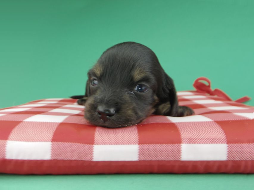 カニンヘンダックスフンド ジャム & ブルースの子犬 ブラックイエロー(ブラッククリーム) 男の子(2)_IGP9721 カニンヘンダックスフンド ジャム & ブルースの子犬 ブラックイエロー(ブラッククリーム) 男の子(2)