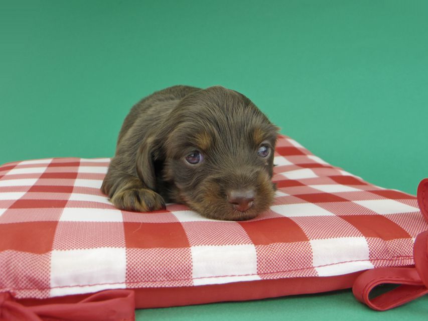 カニンヘンダックスフンド ジャム & ブルースの子犬 チョコタン 女の子_IGP9746 カニンヘンダックスフンド ジャム & ブルースの子犬 チョコタン 女の子