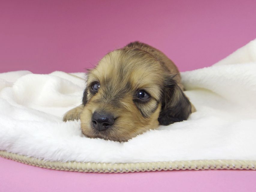 カニンヘンダックスフンド クム & スカッシュの子犬 イエロー 男の子 お写真初登場_IGP9771 カニンヘンダックスフンド クム & スカッシュの子犬 イエロー 男の子 お写真初登場