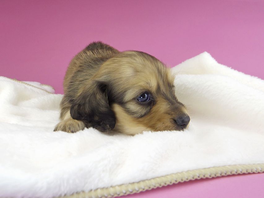 カニンヘンダックスフンド クム & スカッシュの子犬 イエロー 男の子 お写真初登場_IGP9772 カニンヘンダックスフンド クム & スカッシュの子犬 イエロー 男の子 お写真初登場