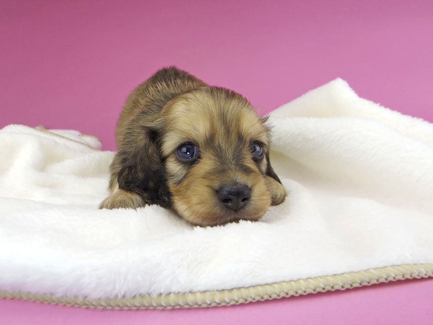 カニンヘンダックスフンド クム & スカッシュの子犬 イエロー 男の子 お写真初登場_IGP9773 カニンヘンダックスフンド クム & スカッシュの子犬 イエロー 男の子 お写真初登場