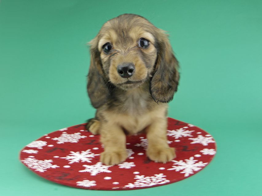 カニンヘンダックスフンド ソフィア & ジムの子犬 レッド 女の子