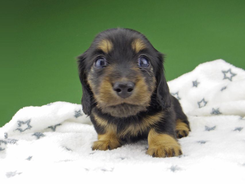 カニンヘン ダックスフンド シール & ブルース ブラックタン 女の子