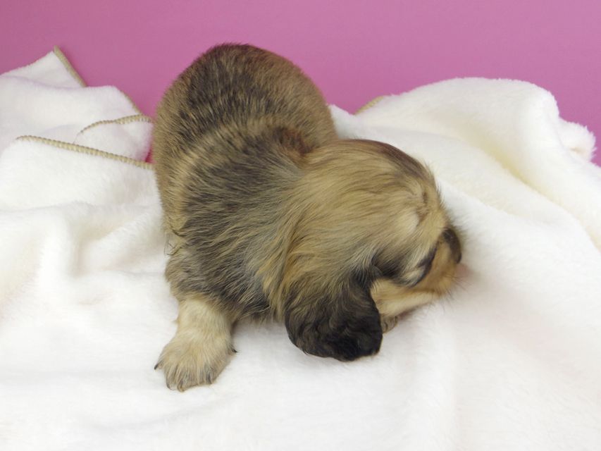 カニンヘンダックスフンド クム & スカッシュの子犬 イエロー 男の子 お写真初登場_IGP9783 カニンヘンダックスフンド クム & スカッシュの子犬 イエロー 男の子 お写真初登場